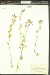 Sidalcea hirsuta image