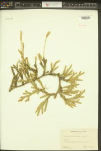 Lycopodium clavatum image