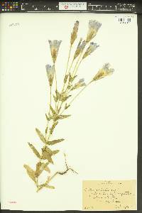 Gentianopsis crinita image