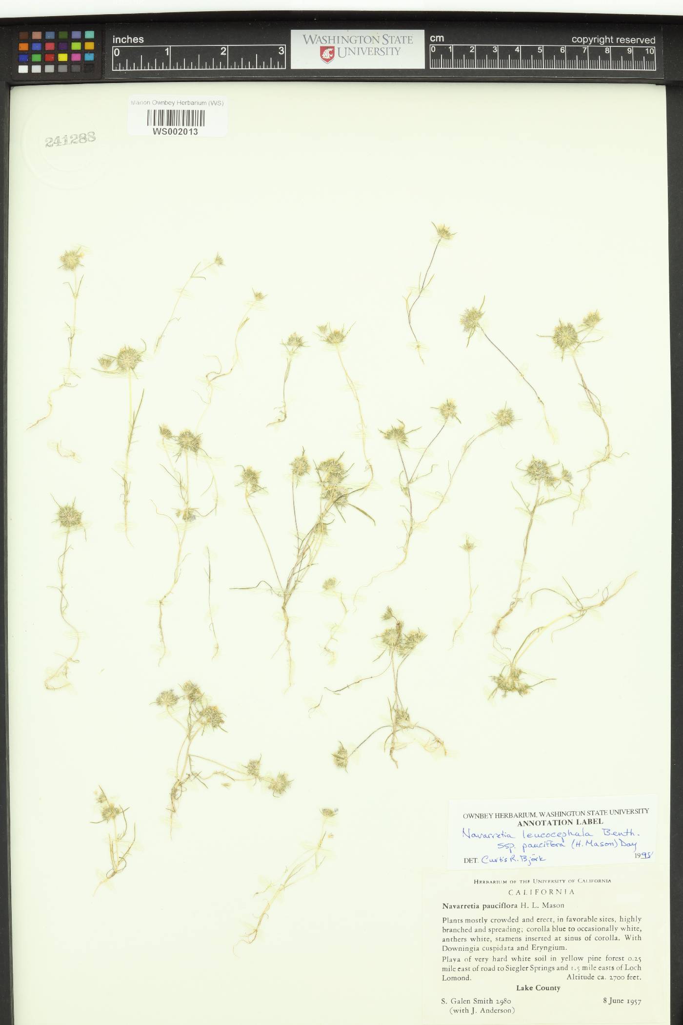 Navarretia pauciflora image