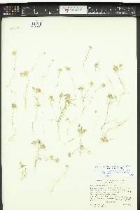 Navarretia pauciflora image