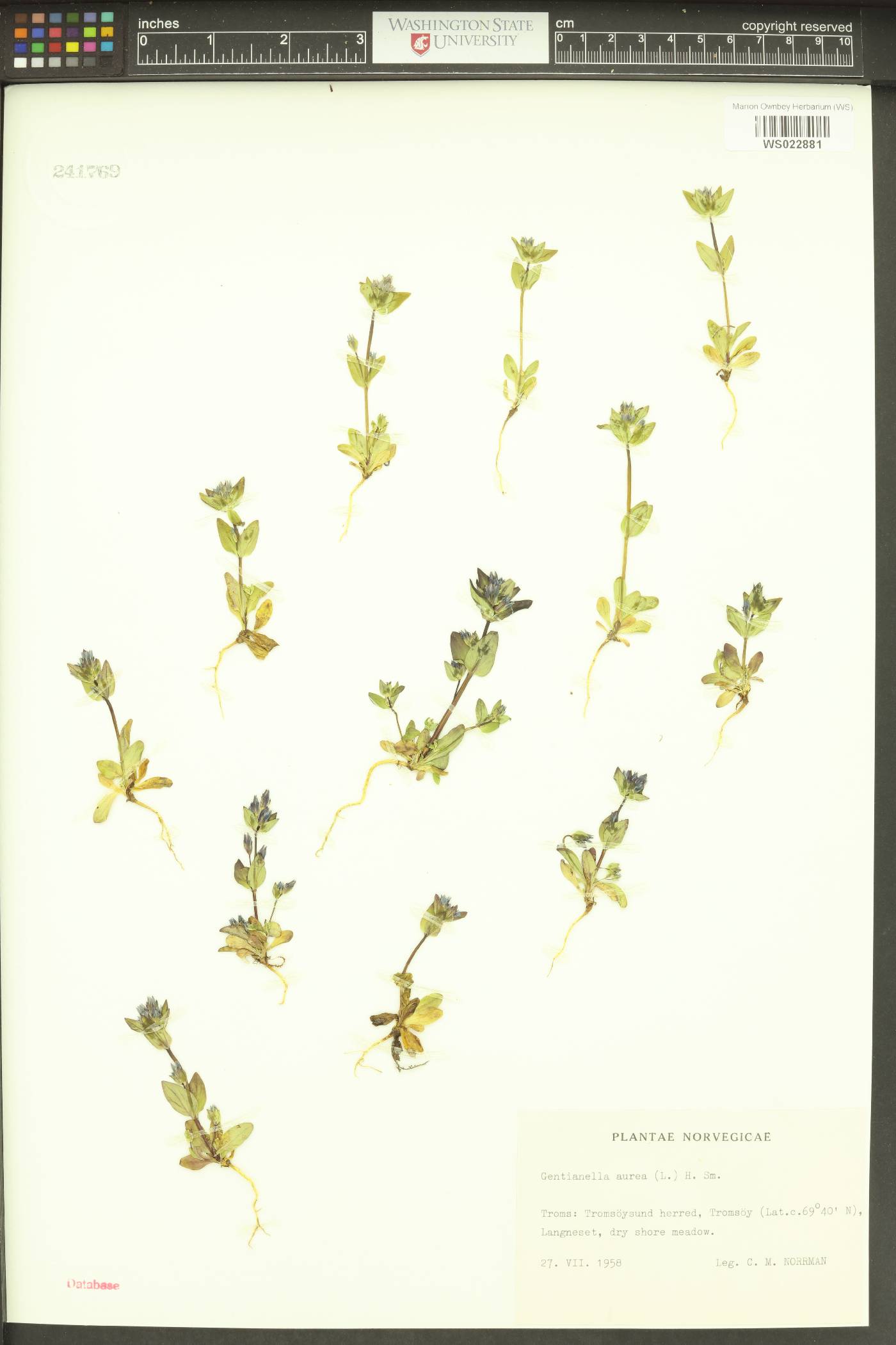 Gentianella aurea image