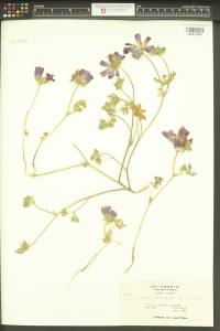 Sidalcea diploscypha image