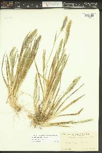 Agrostis densiflora image