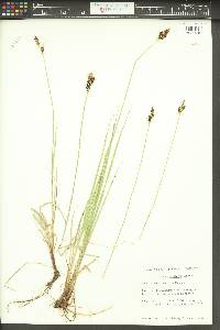 Carex adelostoma image