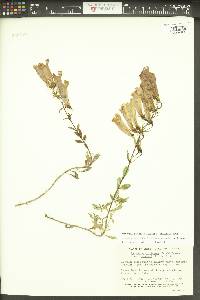 Penstemon fruticosus var. scouleri image