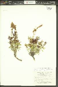 Penstemon fruticosus var. scouleri image