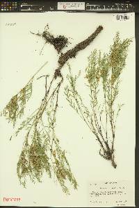 Astragalus multiflorus image