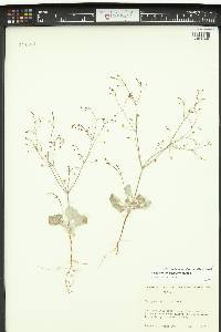 Eriogonum cernuum image