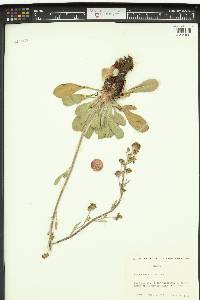 Eriogonum alatum image