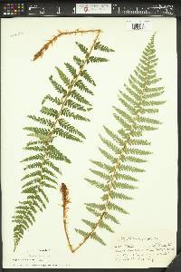 Polystichum andersonii image