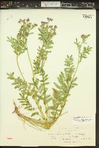 Polemonium californicum image