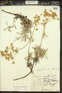 Eriogonum heracleoides image