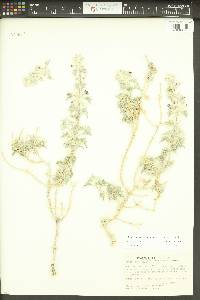 Salvia funerea image