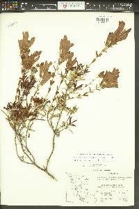 Penstemon fruticosus var. scouleri image