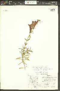 Penstemon fruticosus var. scouleri image
