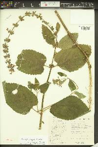 Stachys cooleyae image