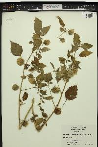 Physalis angulata image