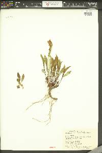 Penstemon payettensis image