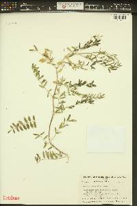 Astragalus multiflorus image