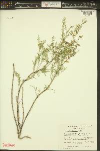 Astragalus multiflorus image