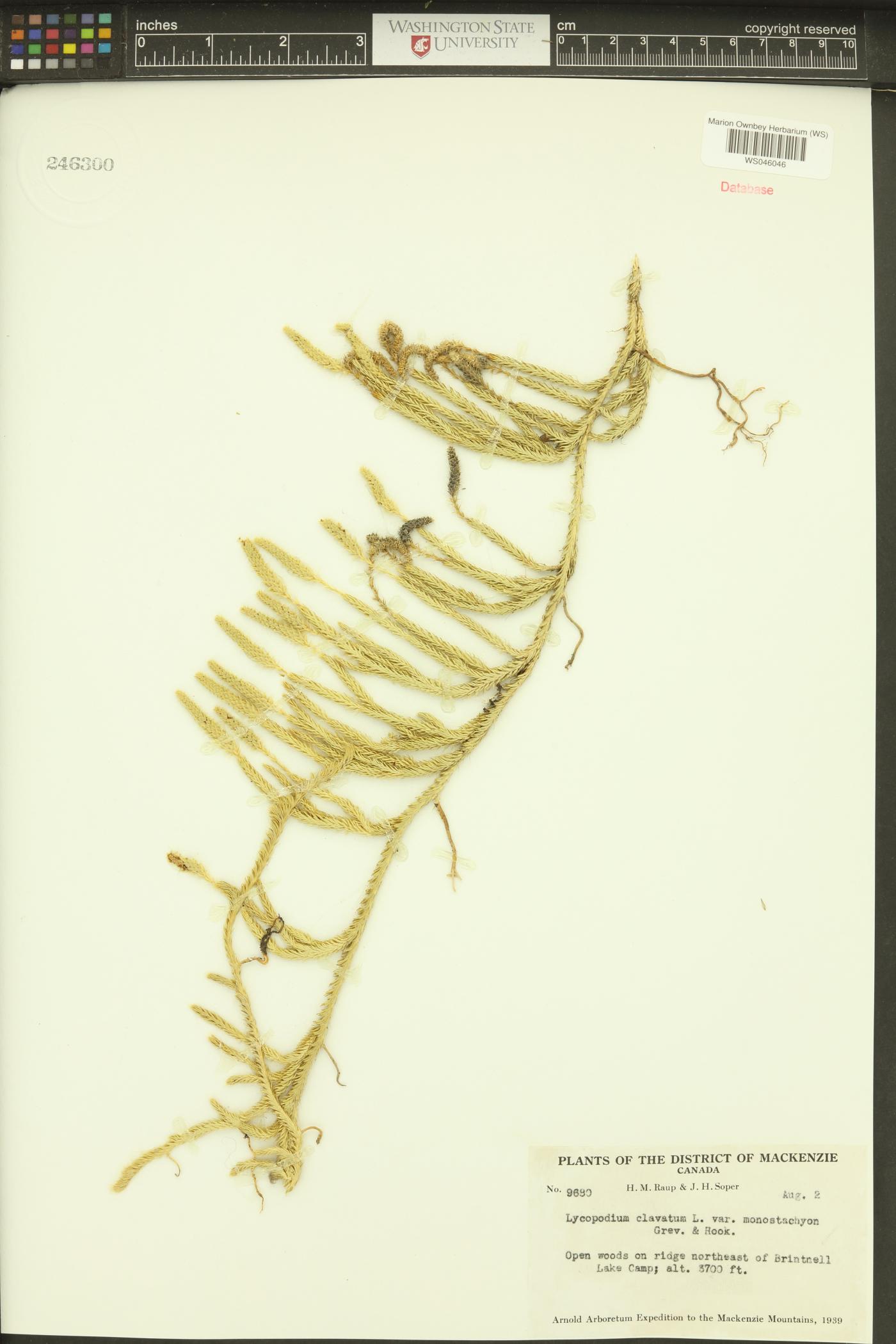 Lycopodium lagopus image