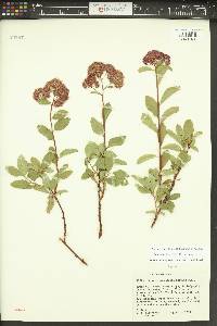 Spiraea splendens image