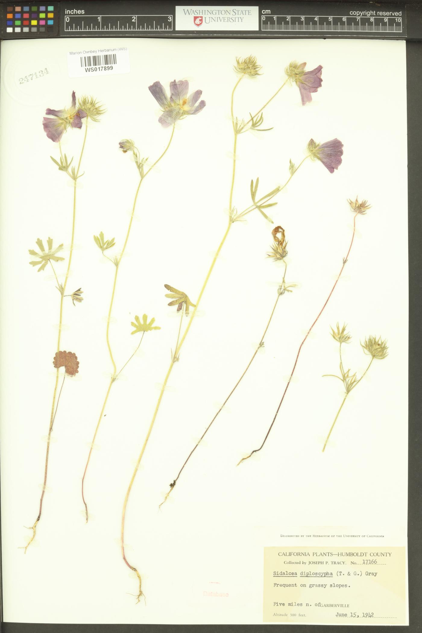 Sidalcea diploscypha image