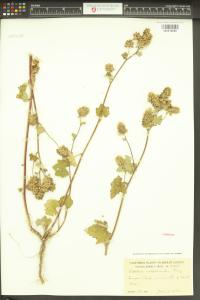 Sidalcea malachroides image