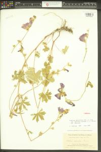 Sidalcea asprella image