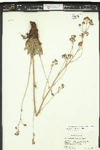 Eriogonum alatum image