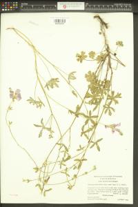 Sidalcea asprella image