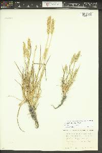 Agrostis densiflora image