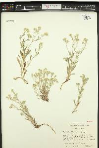 Cryptantha intermedia image