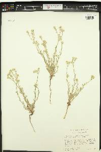 Cryptantha intermedia image