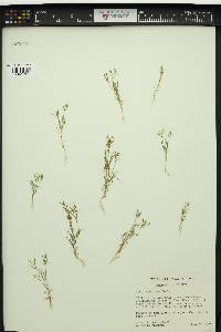 Gilia capillaris image