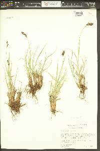 Carex epapillosa image