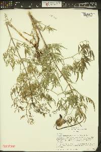 Clematis hirsutissima var. hirsutissima image