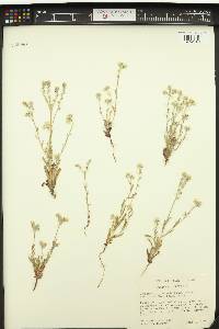 Cryptantha intermedia image