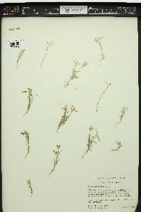 Gilia capillaris image