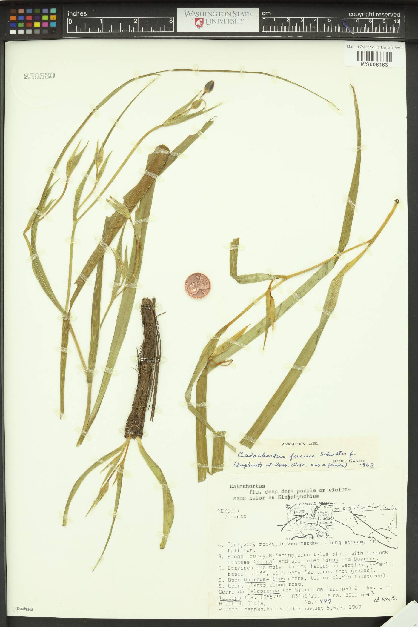 Calochortus fuscus image