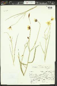 Calochortus barbatus image