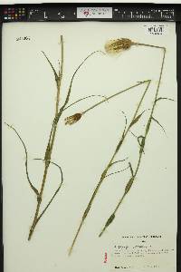 Tragopogon pratensis image