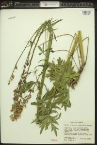 Sidalcea campestris image