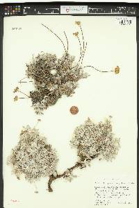 Eriogonum caespitosum image