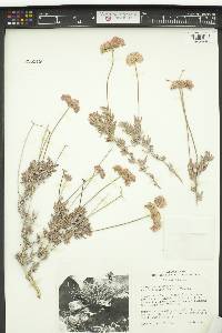 Eriogonum fasciculatum image