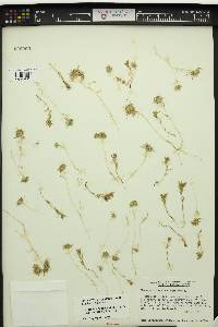 Navarretia leucocephala var. minima image