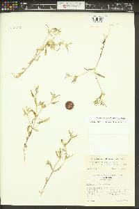 Phlox gracilis image