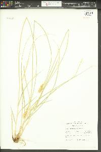 Carex agrostoides image