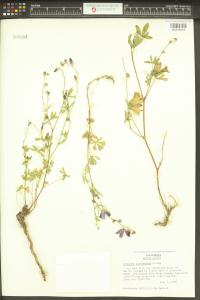 Sidalcea glaucescens image